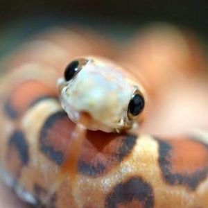 Meet your Posher, Riley